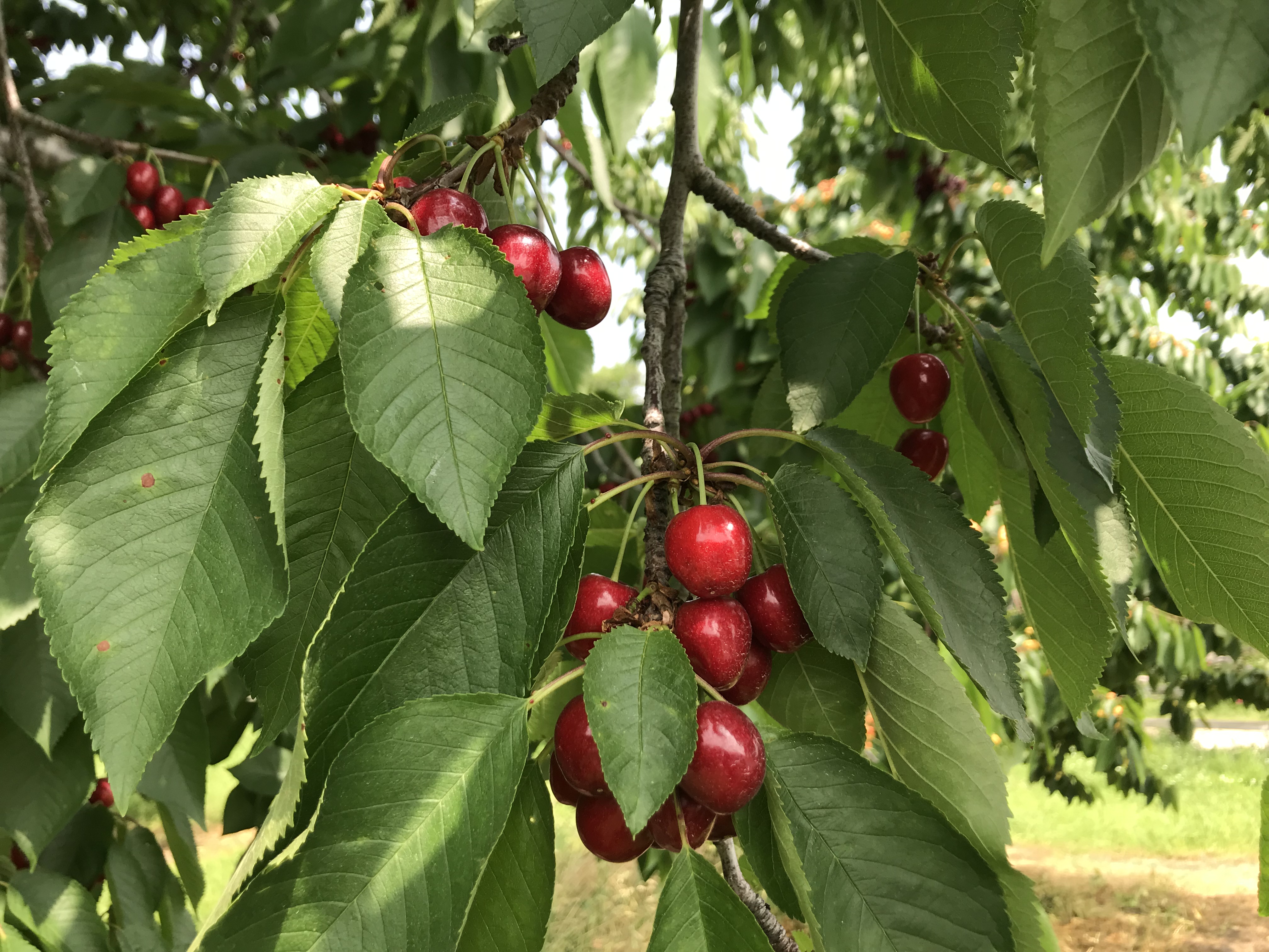 Cherries, Old Mission Peninsula, Michigan